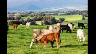 8pm Live Stream (Purged) | Ireland's Suckler herd to be Culled | 8/8/21