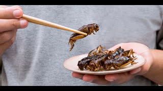 8pm Live Stream | Insect Farming - Will You Eat Them? | 19/5/22